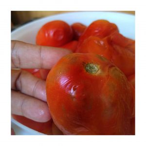 tomates cocidos